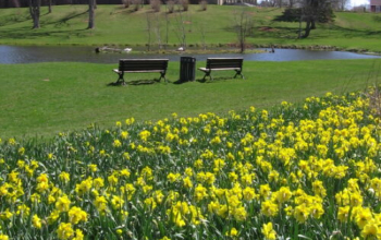 Two benched sit in front of a small pond, behind a garden of daffodils